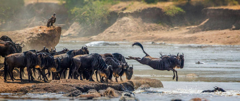 eland safari sweden